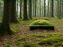Afbeelding natuurbegrafenis in de natuur